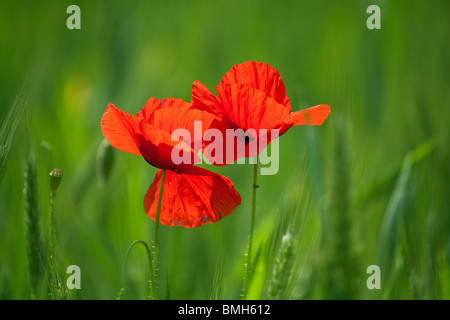 two red poppies in wheat field at spring Stock Photo