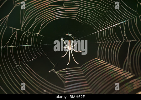 spider waiting prey in center of web with evening sunlight Stock Photo