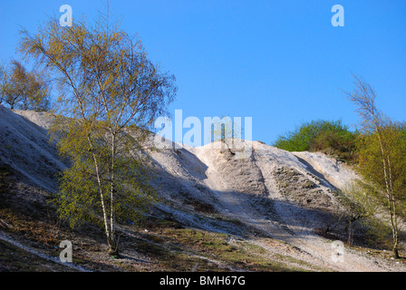 Silver Birch trees in abandoned quarry Stock Photo