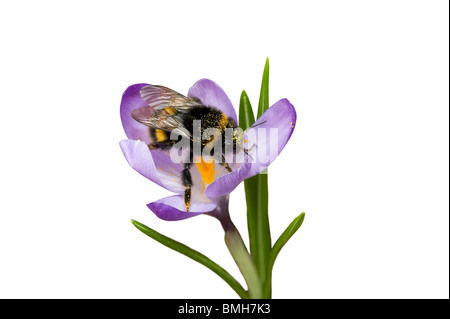 Bumblebee covered in pollen foraging in crocus flower Stock Photo - Alamy