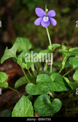 Common Dog-violet Viola riviniana Taken in The Wyre Forest, Worcestershire, UK Stock Photo