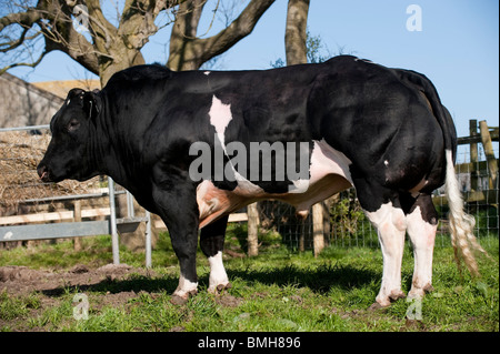 British Blue bull showing classic double muscle that the breed is noted for. Stock Photo