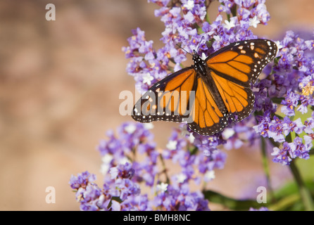 Monarch butterfly on exotic flowers from the Canary Islands. Stock Photo