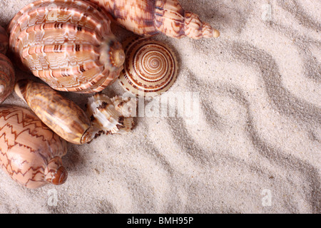 Different seashells on the sand Stock Photo