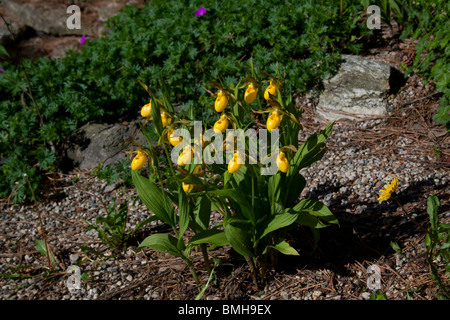 Large Yellow Lady's-Slipper Orchid Cypripedium calceolus variety pubescens Michigan USA Stock Photo