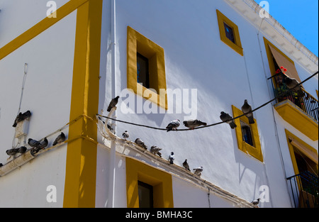 Pigeons resting on telephone line outside whitewash building in Ibiza, Spain Stock Photo