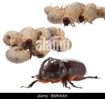 rhinoceros beetle larvae price