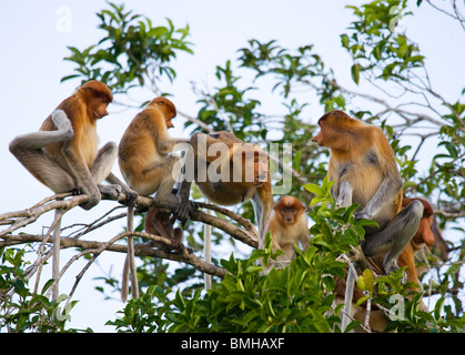 Proboscis monkeys, Tanjung Puting National Park, Kalimantan, Indonesia Stock Photo