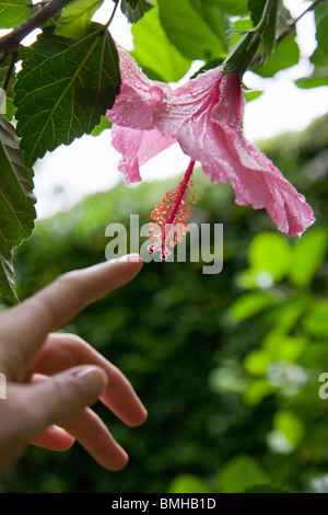 Woman's hand touching hibiscus flower Stock Photo