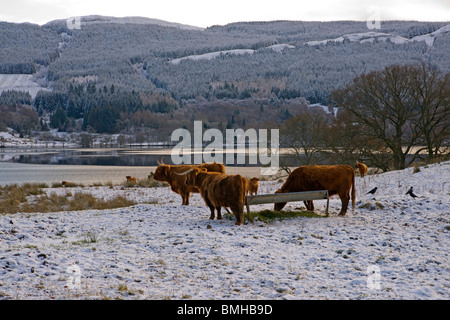 Highland Cattle in snow, Loch Venachar, Trossachs, Stirlingshire, Scotland, Stock Photo