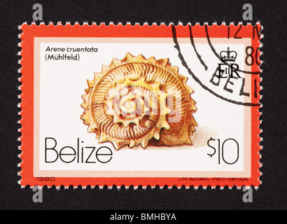 Postage stamp from Belize depicting a seashell (Arene cruentata) Stock Photo