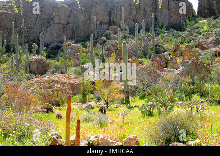 Arizona desert mountains with saguaros in the spring Stock Photo