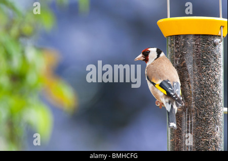 Goldfinch on a nyjer bird seed feeder in a garden Stock Photo