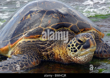 Endangered green sea turtle Stock Photo