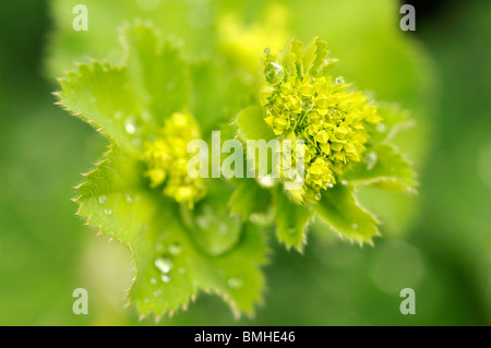 Alchemilla mollis (Lady's Mantle) in spring