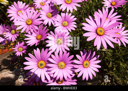 UK, England, Devon, Kingswear, colourful pink anemone flowers Stock Photo