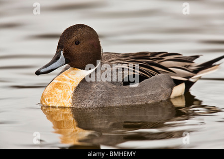 Northern Pintail duck - Anas acuta Stock Photo