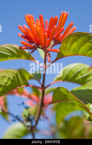 Hamelia patens of the hummingbird bush in full flower Stock Photo