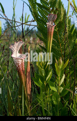 Carnivorous White-topped Pitcher Plants in seepage bog Sarracenia leucophylla Alabama  USA