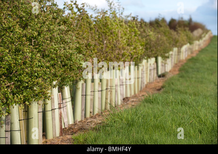 Young hedge growing, saplings protected with plastic sleeves. Stock Photo