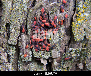 Boxelder Bugs (Boisea Stock Photo - Alamy