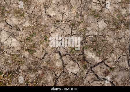 Parched soil with cracks in due to a lack of water. Stock Photo