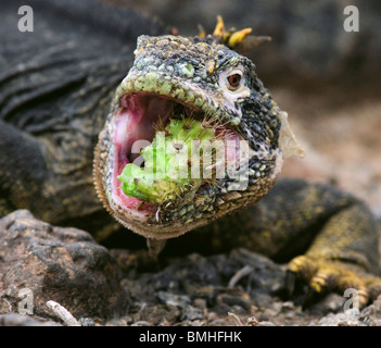 Terrestrial (land) iguana eating a cactus, Santa Fe Island, Galapagos Islands, Ecuador. Stock Photo