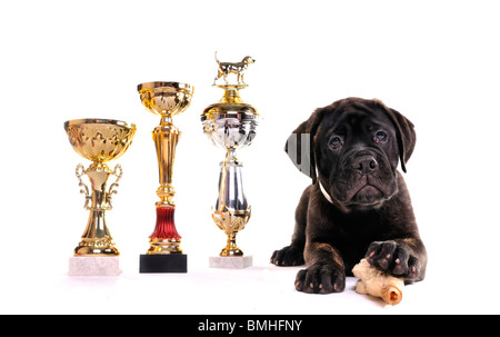 Champion Puppy of Bullmastiff breed with three cups Stock Photo