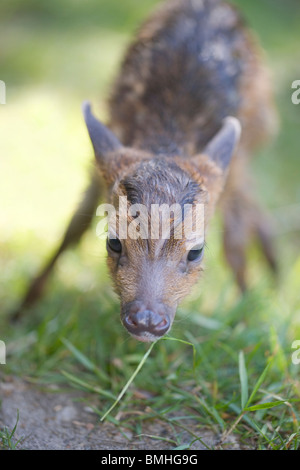 Muntjac Deer (Muntiacus reevesi). Newly born fawn, finding its feet and standing for first time. Stock Photo