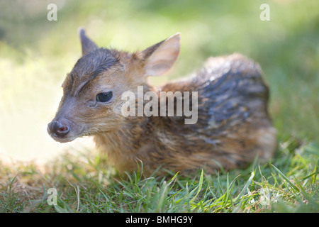 Muntjac Deer (Muntiacus reevesi). Newly born fawn, still wet and partially covered in birth membrane. June. Norfolk. East Anglia. UK. Stock Photo