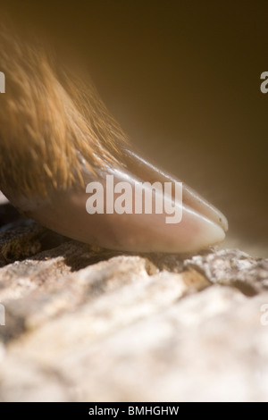 Muntjac Deer (Muntiacus reevesi). Foot, hoof of a newborn fawn. Cloven, soft, pliable rims, allow safe passage of full-term young from mother during parturition or birth. Stock Photo