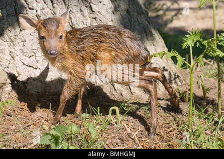 Muntjac Deer (Muntiacus reevesi). Newly born fawn, finding its feet and standing for the first time. June. Woodland edge and Bracken. Norfolk. England. Stock Photo