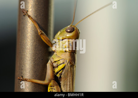 Grasshopper Stock Photo