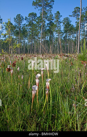 Carnivorous White-topped Pitcher Plants in seepage bog Sarracenia leucophylla Alabama  USA Stock Photo