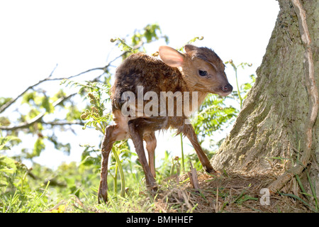 Muntjac Deer (Muntiacus reevesi). Newly born fawn, finding its feet and standing for first time. Spring. Norfolk. East Anglia. England. UK. Stock Photo