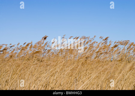 Reeds (Phragmites australis). Hickling Broad National Nature Reserve. April. Stock Photo