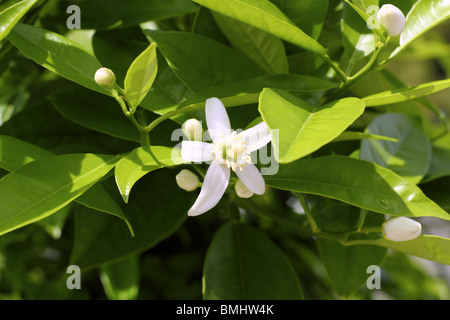 orange tree blossom in spring mediterranean field Stock Photo