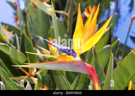 genus strelitzia reginae orange bird of paradise flower Stock Photo