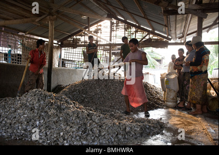 Workers salting fish for export in Cambodia, representing food production, manual labour and regional food supply systems Stock Photo
