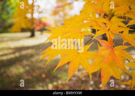 Yellow Japanese Maple leaves Stock Photo