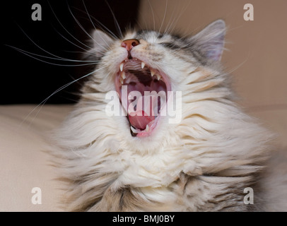 Yawning cat main coone sleepy Stock Photo