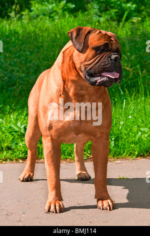 Strong Bullmastiff is standing perfectly outdoors Stock Photo