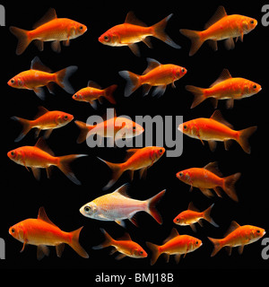 Goldfish Stock Photo