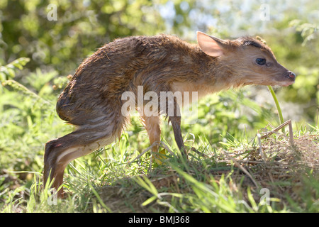 Muntjac Deer (Muntiacus reevesi). Newly born fawn, finding its feet and about to stand for first time. June. Norfolk. England. Stock Photo