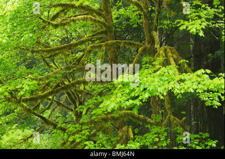 Bigleaf Maple (Acer macrophyllum) Redwood National Park, California USA Stock Photo