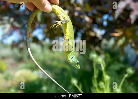 Large Balkan green lizard Lacerta trilineata Stock Photo