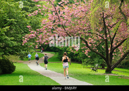 Cherry tree in bloom and people jogging, bicycling and walking on footpath in Washington Park Arboretum; Seattle, Washington Stock Photo