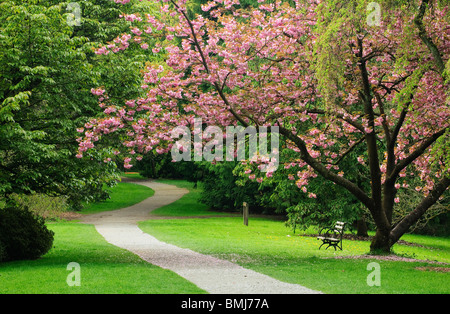 Cherry tree on Azalea Way in Washington Park Arboretum; Seattle, Washington. Stock Photo