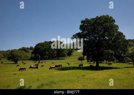 Dairy cows graze the lush green grass in an idylic setting near Stanton, The Cotswolds, Gloucestershire, UK. Stock Photo