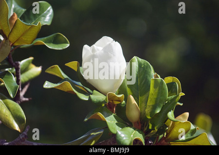 closed magnolia tree flower Stock Photo